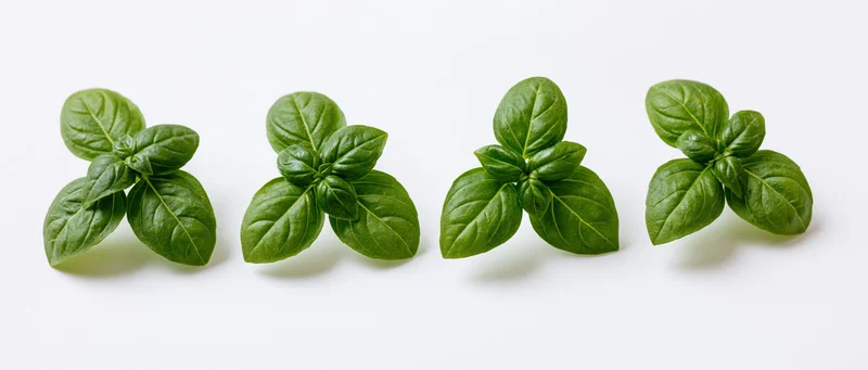 Four clusters of fresh basil leaves arranged in a horizontal row on a white background