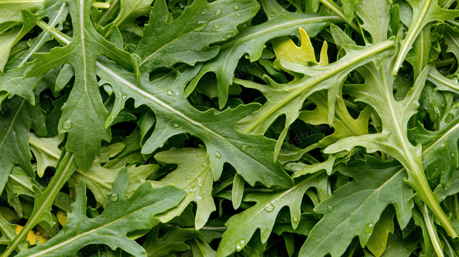 Fresh arugula leaves densely packed filling the frame
