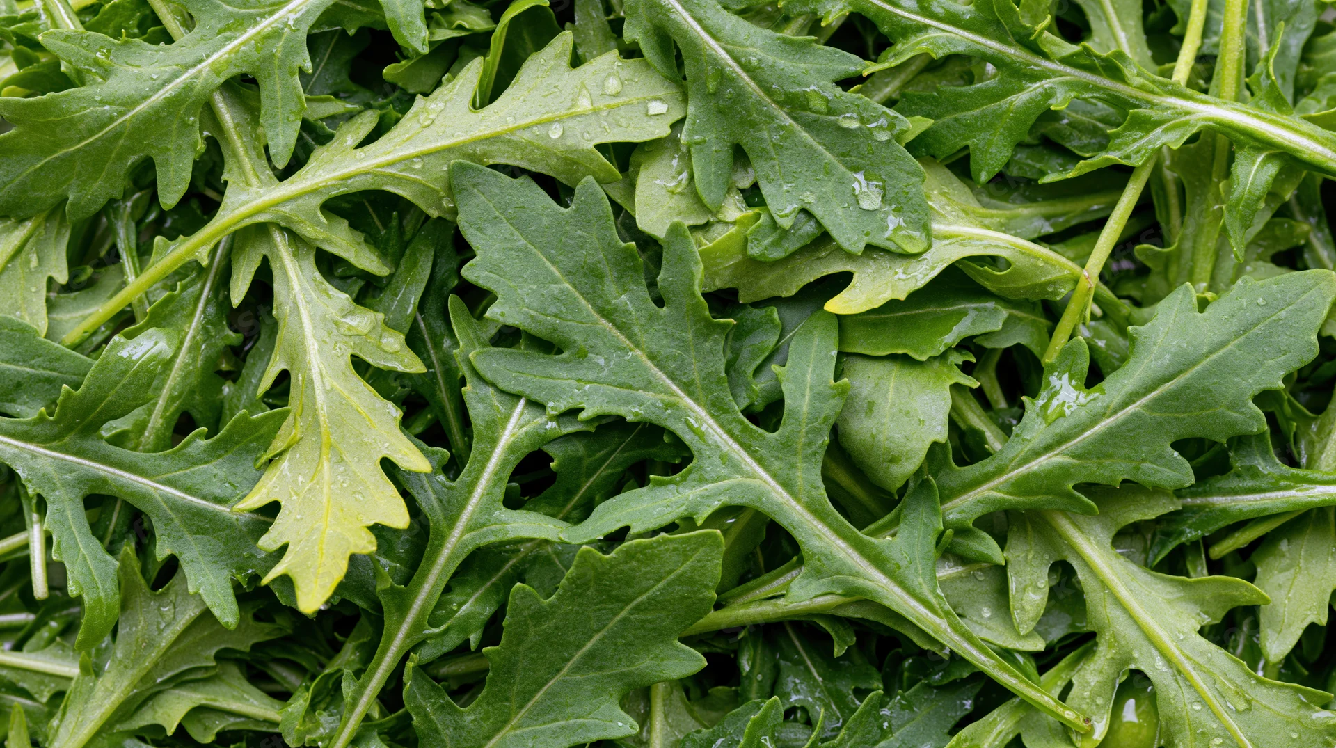 Fresh arugula leaves densely packed filling the frame