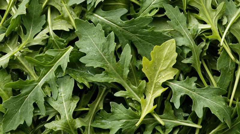 Fresh arugula leaves densely packed filling the frame