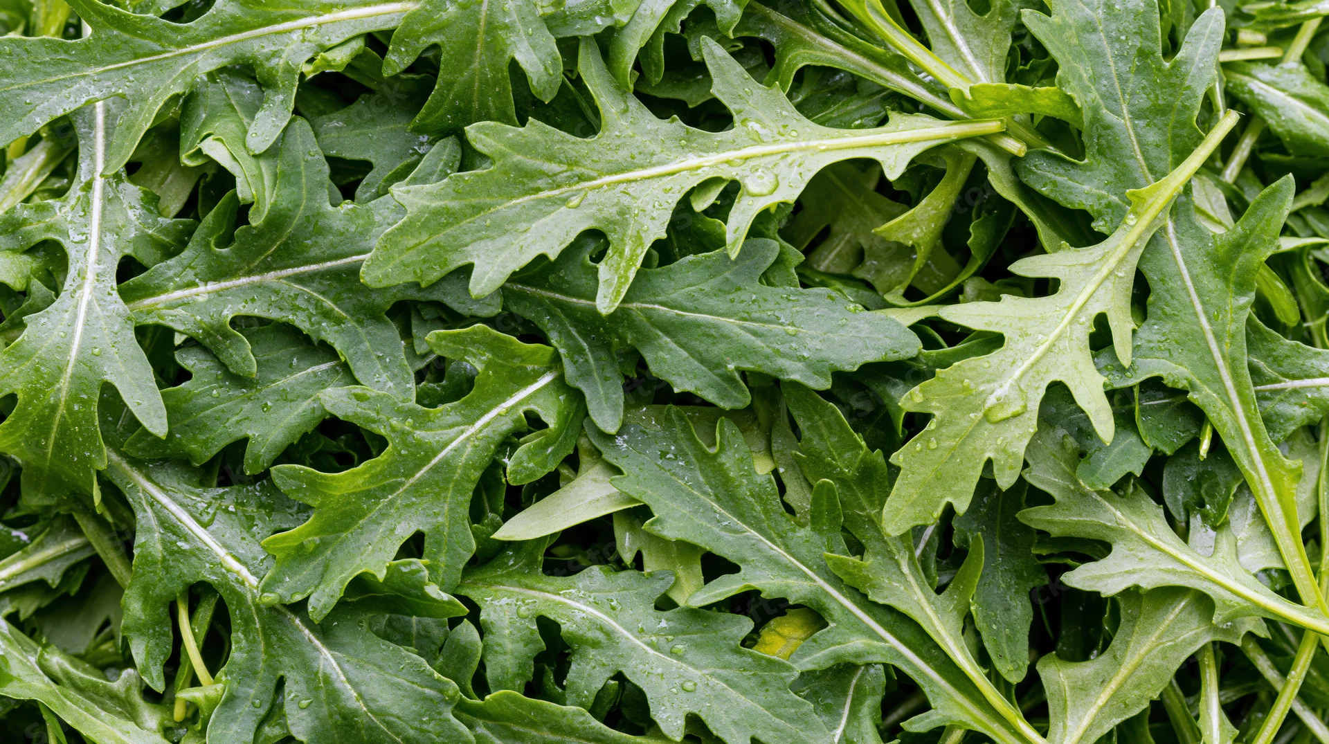 Fresh arugula leaves densely packed filling the frame