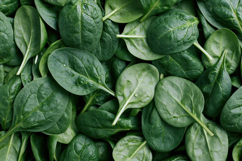 Fresh baby spinach leaves scattered loosely filling the entire frame