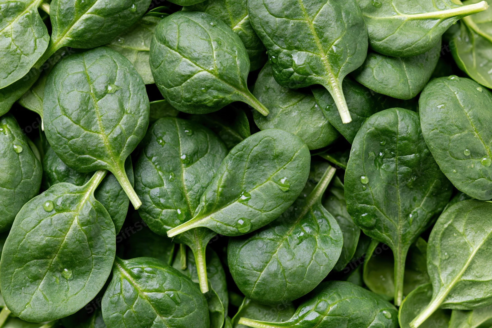 Fresh baby spinach leaves scattered loosely filling the frame with water droplets on their surfaces