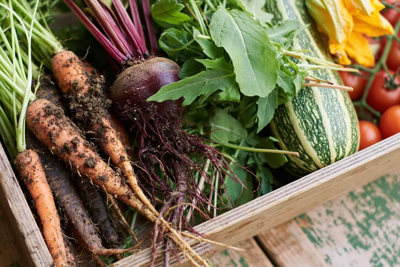 Fresh harvested vegetables including carrots, beets, zucchini and tomatoes arranged in a shallow wooden crate