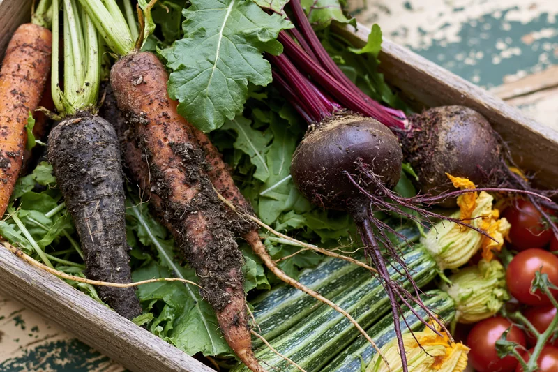 Fresh harvested vegetables including carrots, beets, zucchini and tomatoes arranged in a shallow wooden crate