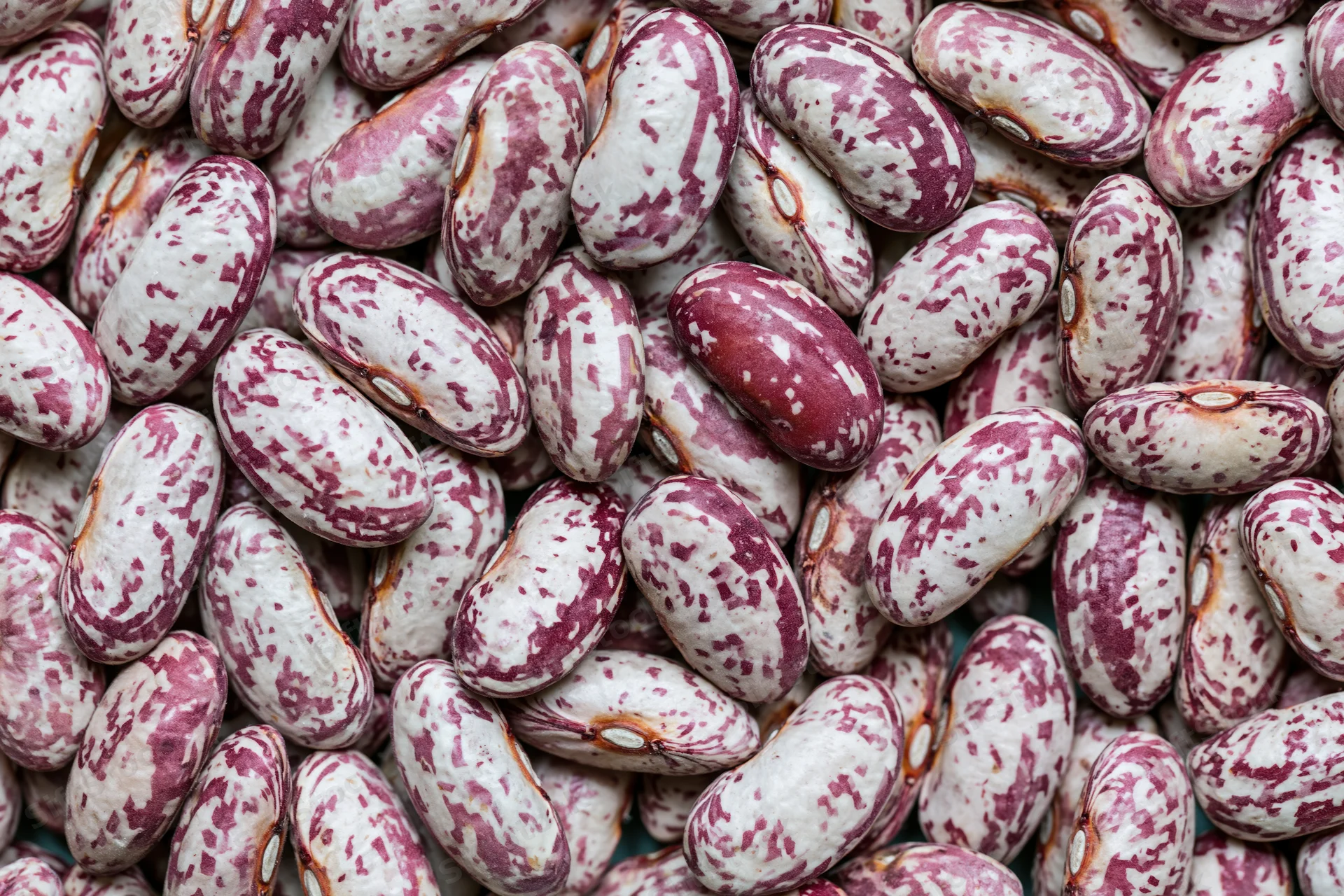 Closeup of dried speckled borlotti beans piled together filling the frame