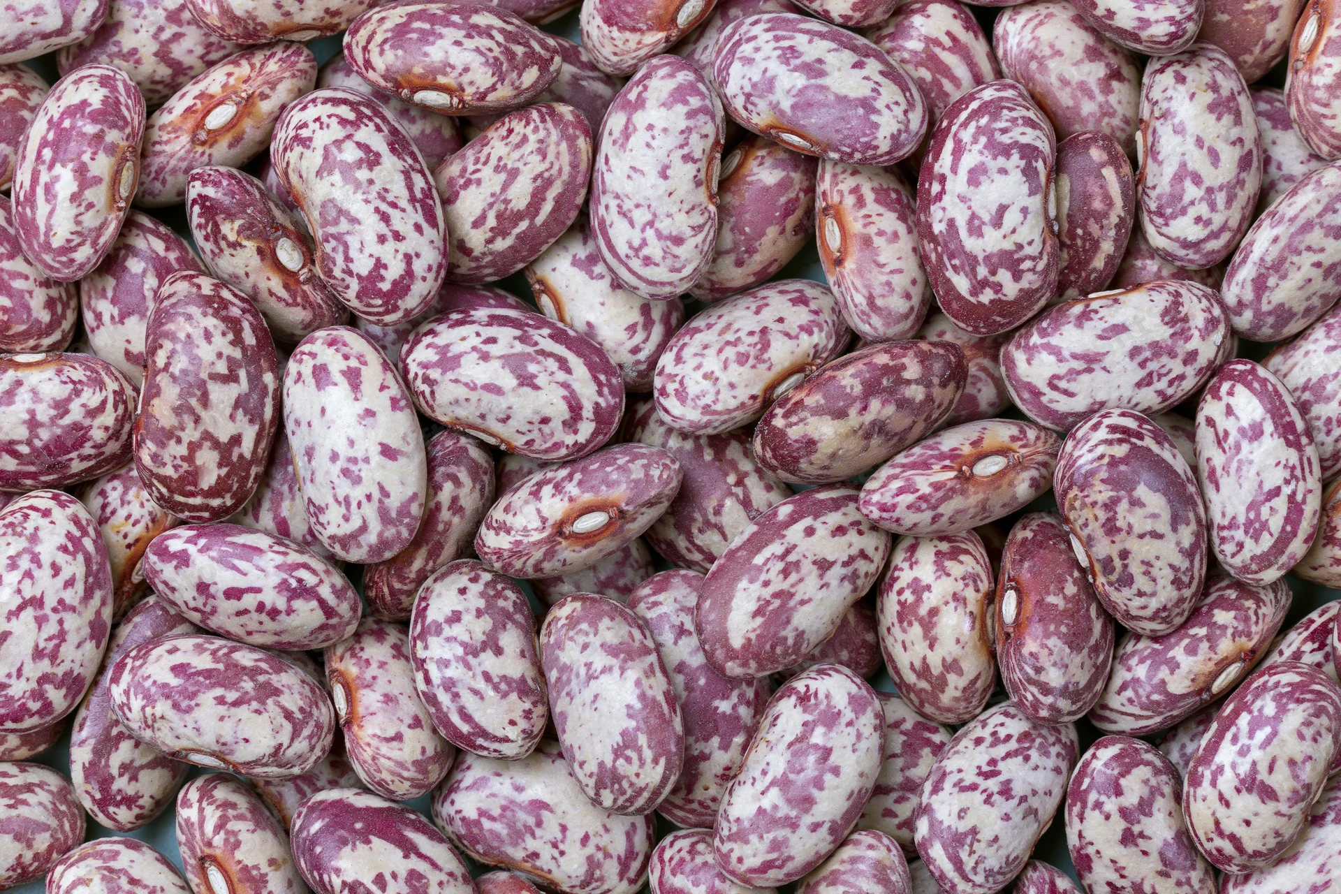 Dried speckled borlotti beans piled closely together filling the frame