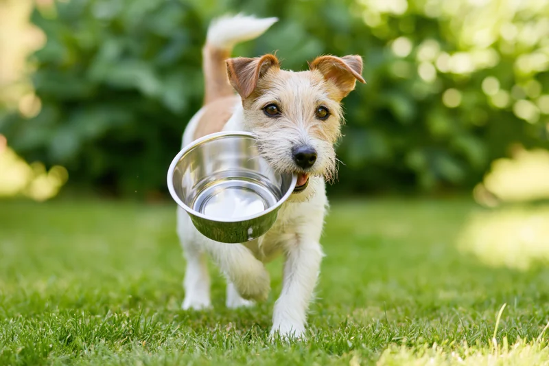Jack russell terrier running toward camera with metal bowl in mouth across green lawn