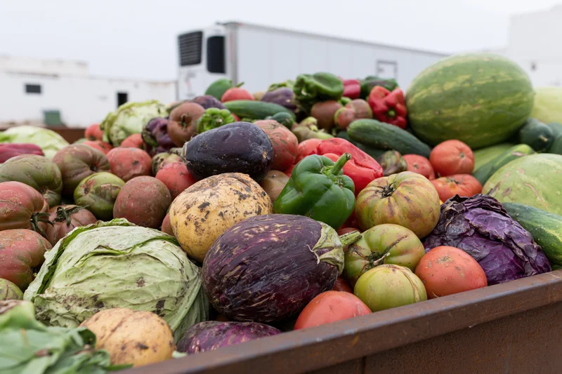 Pile of discarded vegetables including tomatoes, peppers, and eggplant in a metal bin outdoors