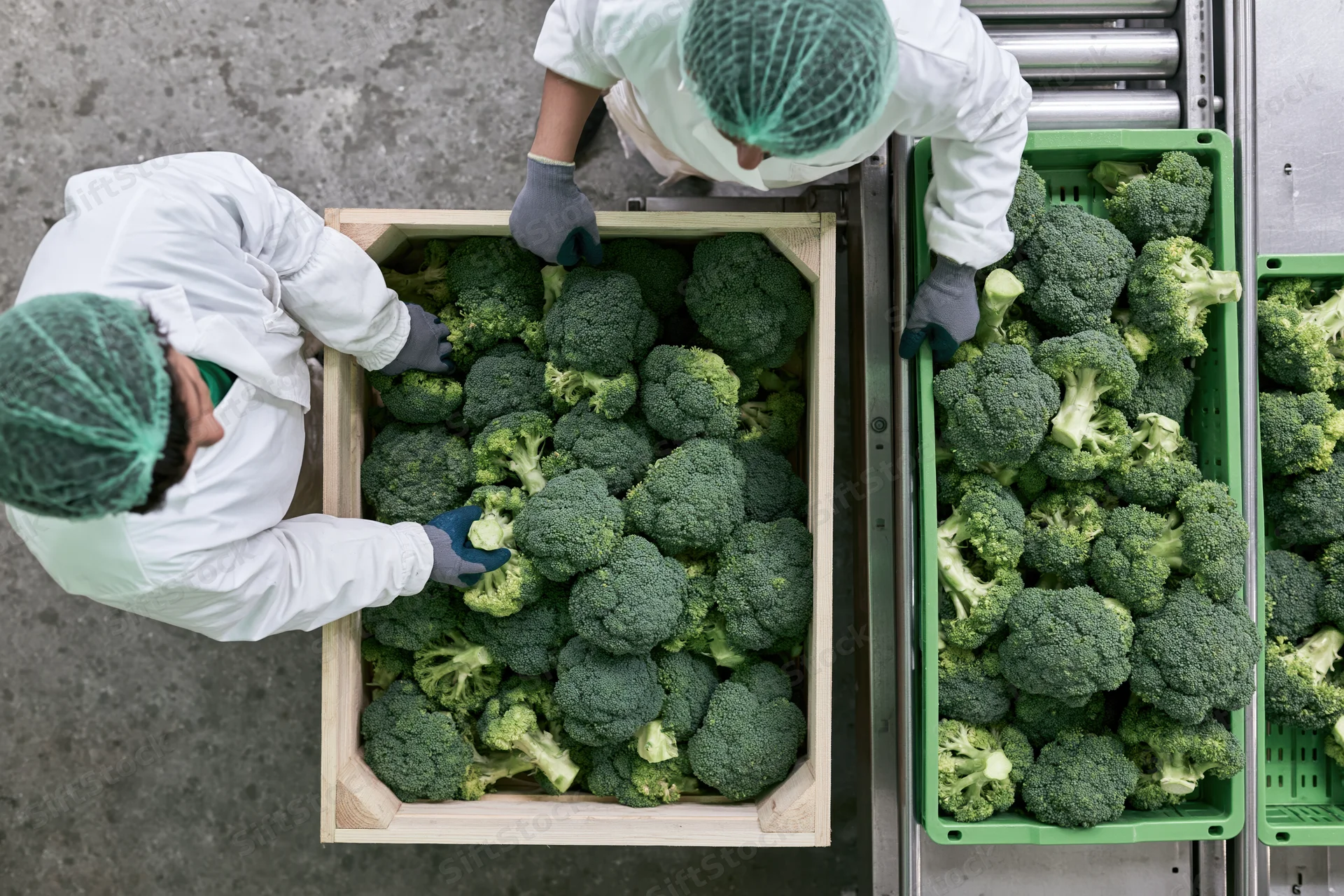 Two workers sorting broccoli in crates on a conveyor in a food processing factory