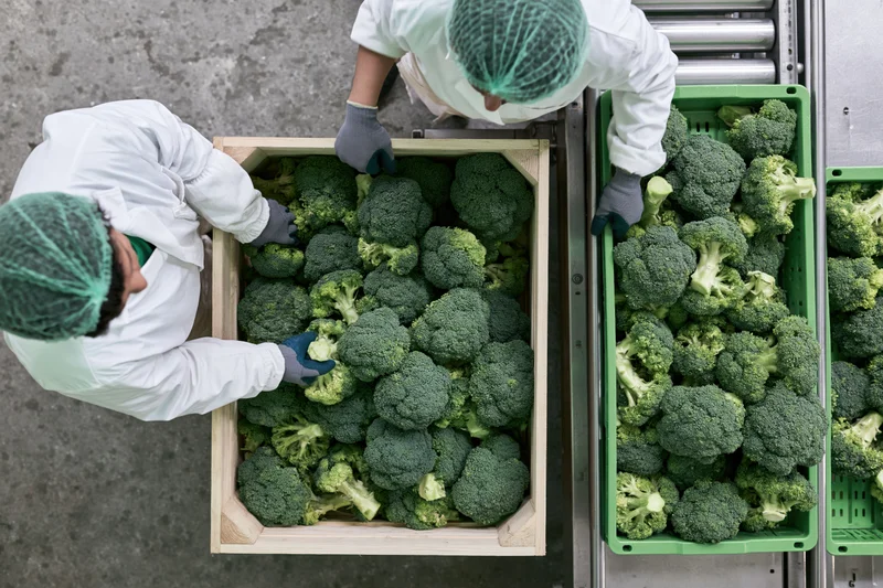 Two workers sorting broccoli in crates on a conveyor in a food processing factory
