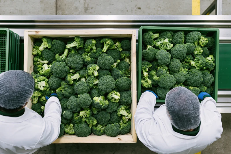 Two workers in white coats handling crates of broccoli on a conveyor in a food processing facility