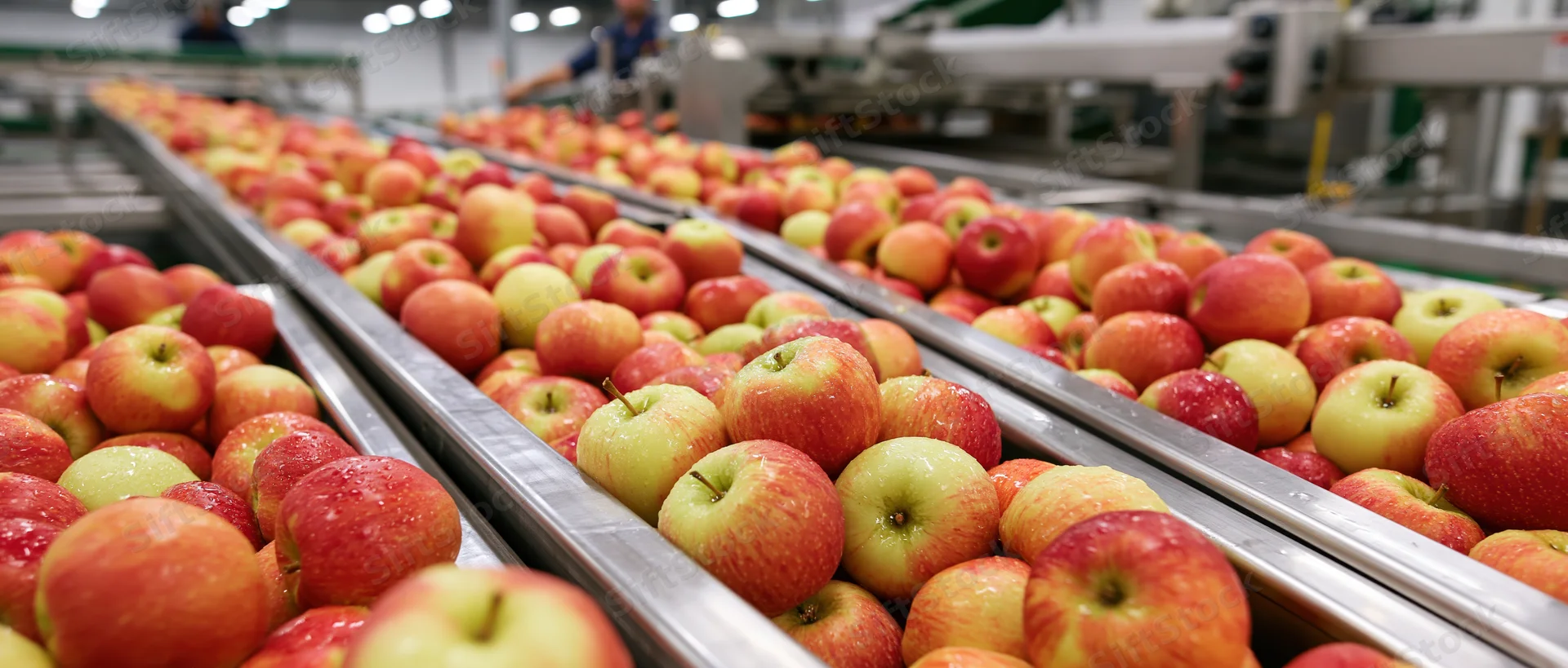 Red and yellow-green apples moving along parallel metal conveyor belts in a food processing factory