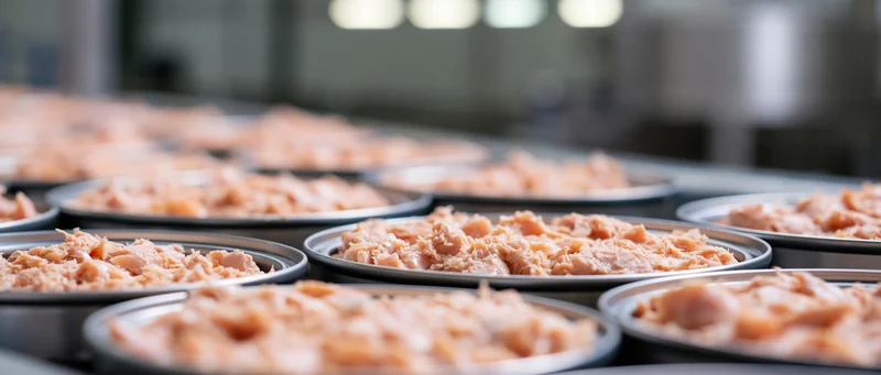 Rows of open metal cans filled with flaked tuna on a factory production line