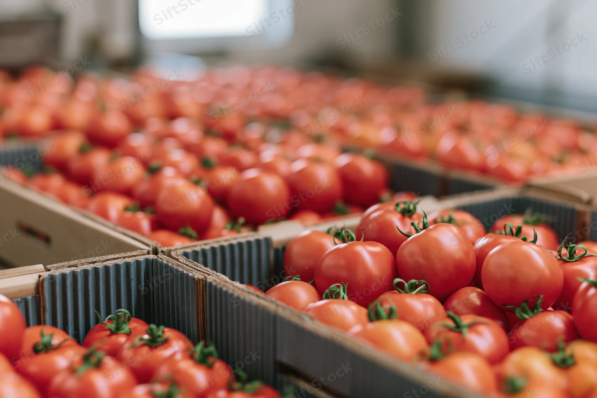 Ripe red tomatoes packed in cardboard crates in a greenhouse setting