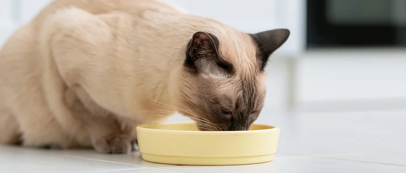 Siamese cat eating from a pale yellow plastic bowl on a tiled kitchen floor