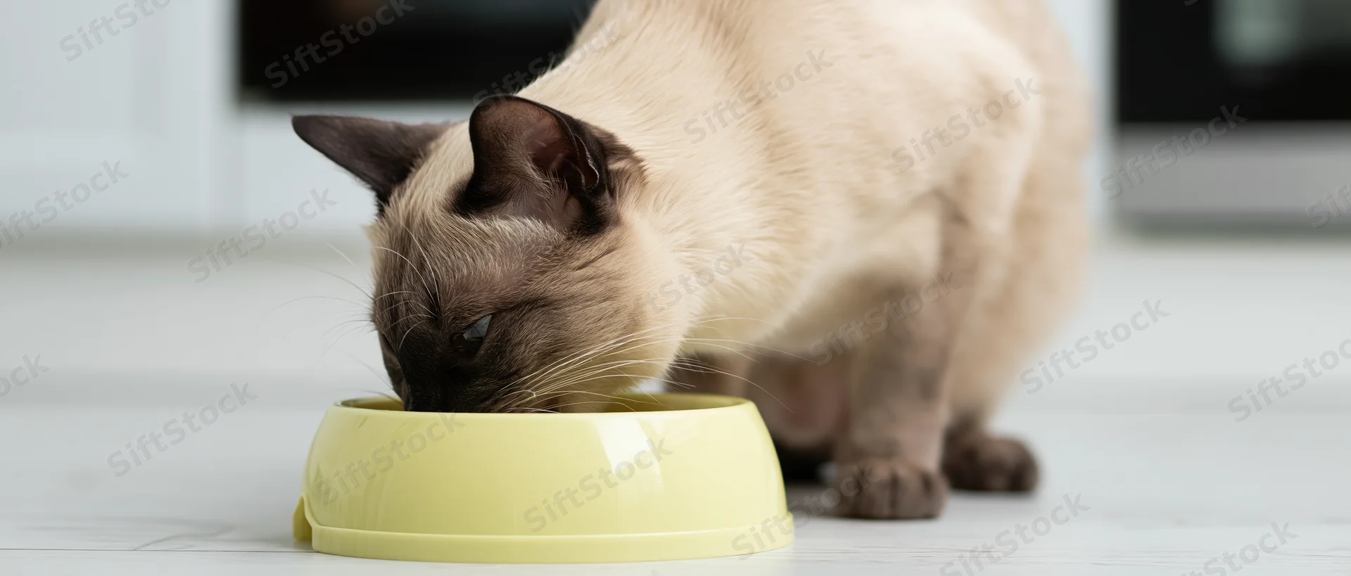 Siamese cat eating from a pale yellow plastic bowl on kitchen floor