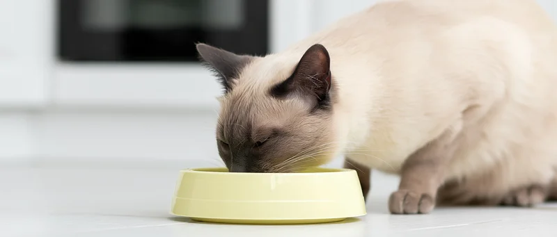 Siamese cat eating from a pale yellow plastic bowl on a white kitchen floor