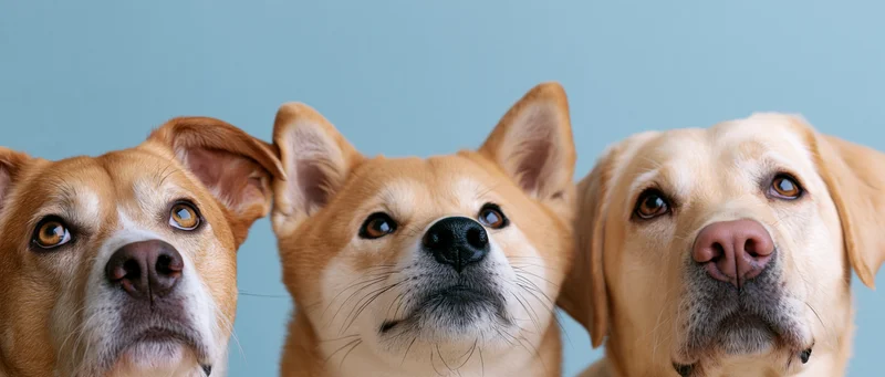 Three dogs peeking upward from the bottom edge of frame against a blue background