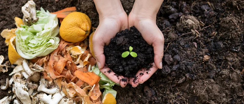 Hands cupping dark soil with a small green seedling above composted kitchen scraps