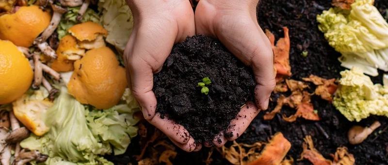 Hands cupping dark rich soil with a tiny green seedling surrounded by food scraps