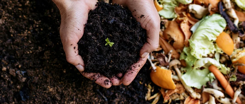 Hands cupping dark rich soil with a tiny green seedling, surrounded by food scraps and composting materials