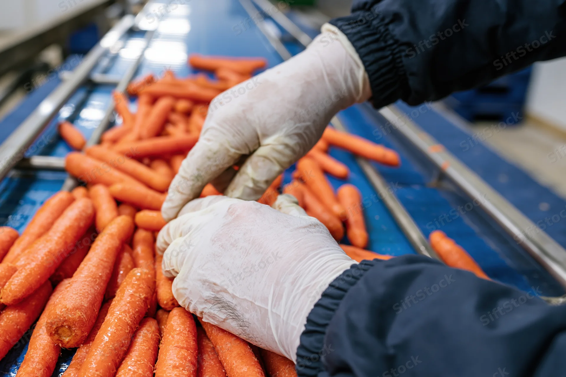 Worker hands in gloves sorting wet washed carrots on a conveyor belt in a food processing facility
