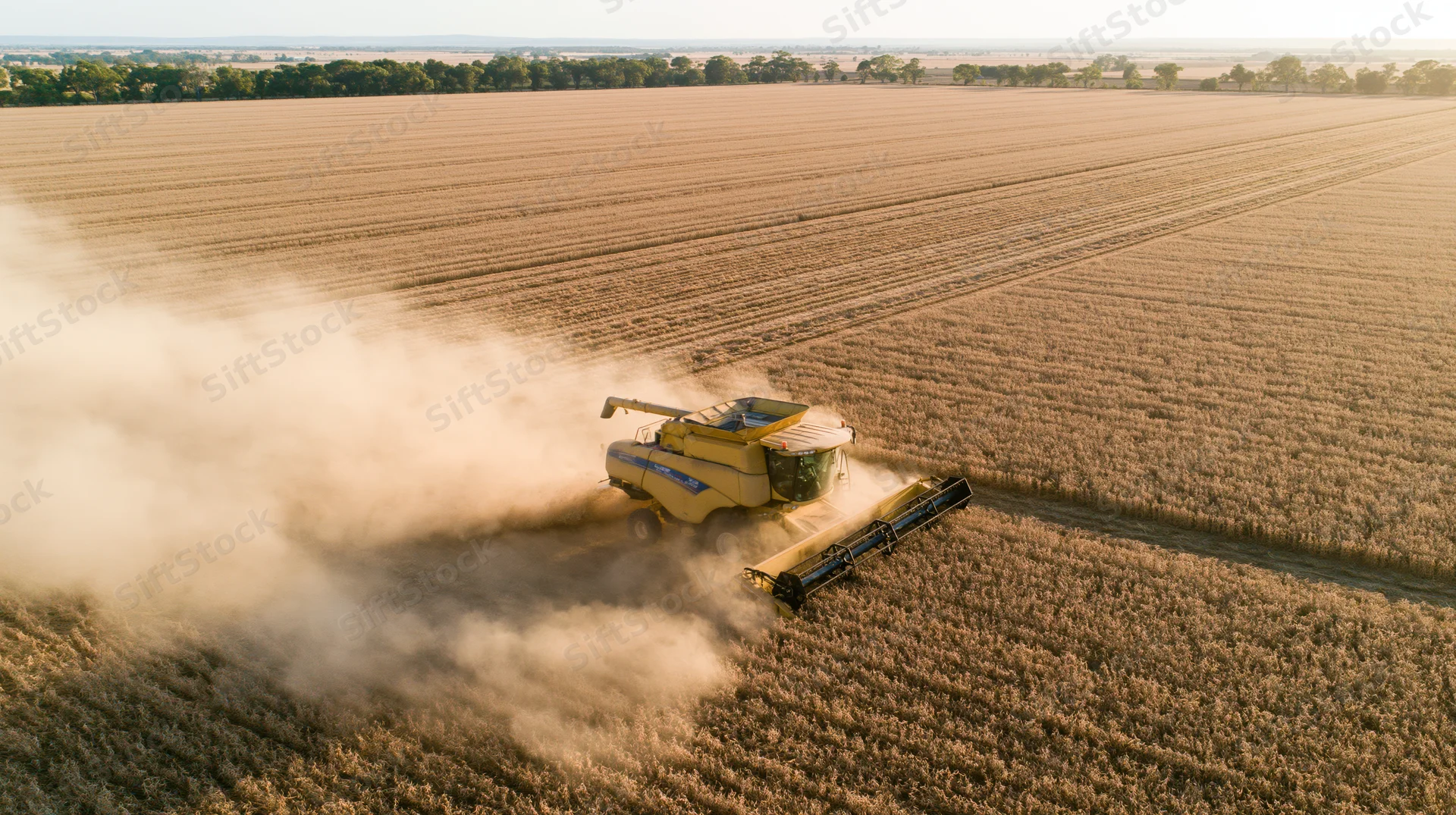 Yellow combine harvester cutting through a vast soybean field during harvest season