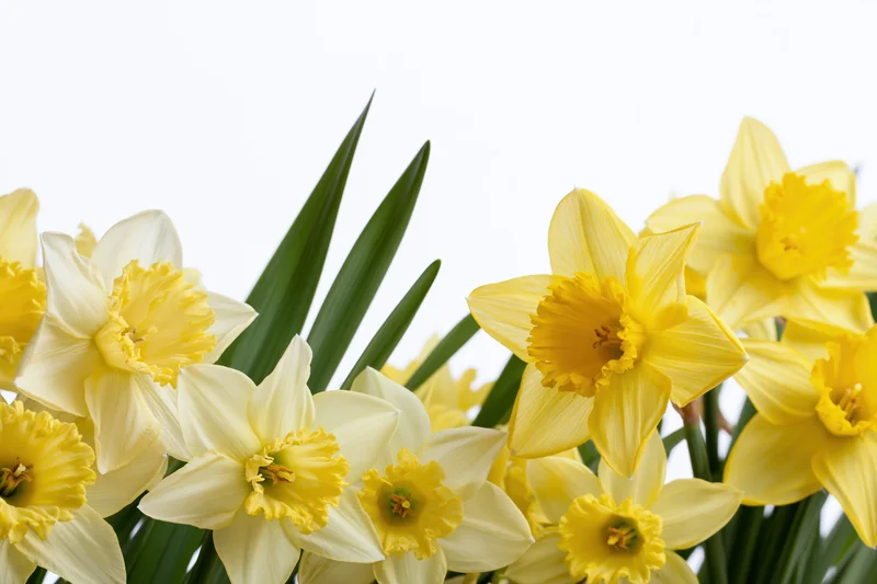 Yellow daffodils in full bloom clustered along the bottom edge against white background