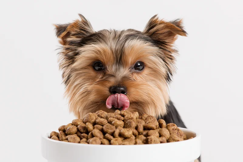 Yorkshireterrier puppy licking its nose while sitting behind a bowl of dry dog food in a studio setting