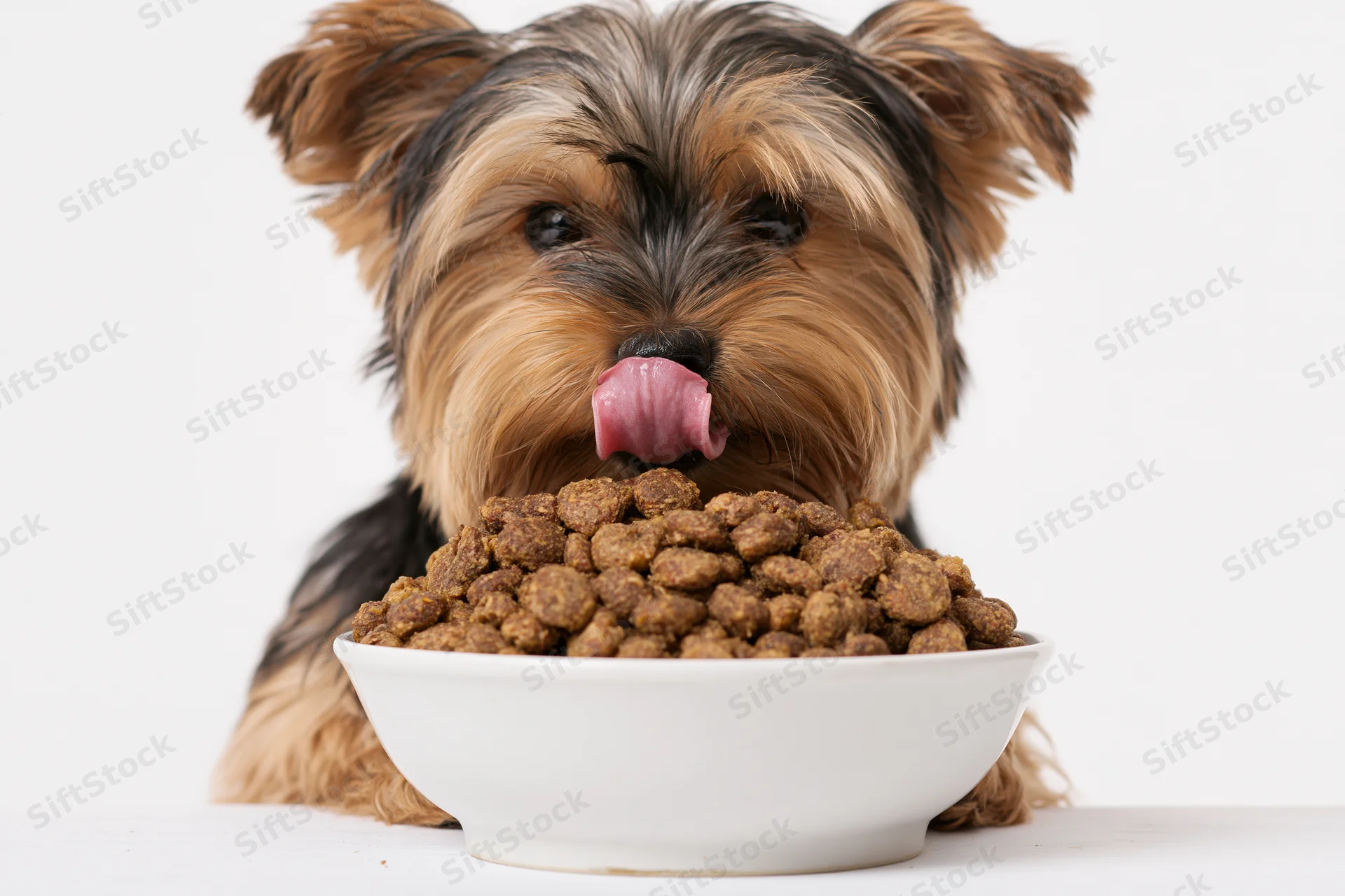 Yorkshire terrier puppy licking its nose while sitting behind a bowl of dry dog food in a studio setting
