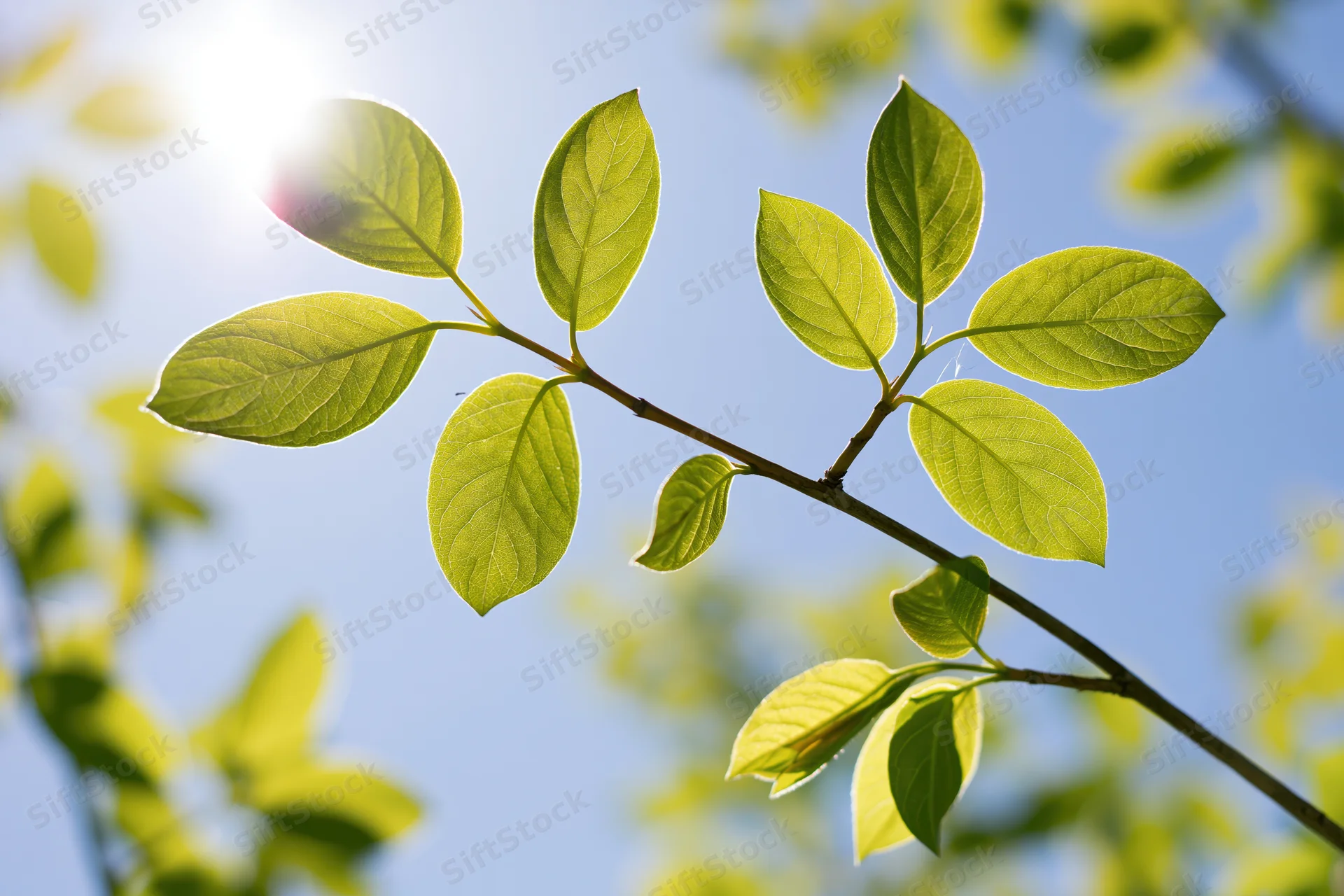 Young deciduous tree branch with fresh spring leaves backlit by sunlight against blue sky