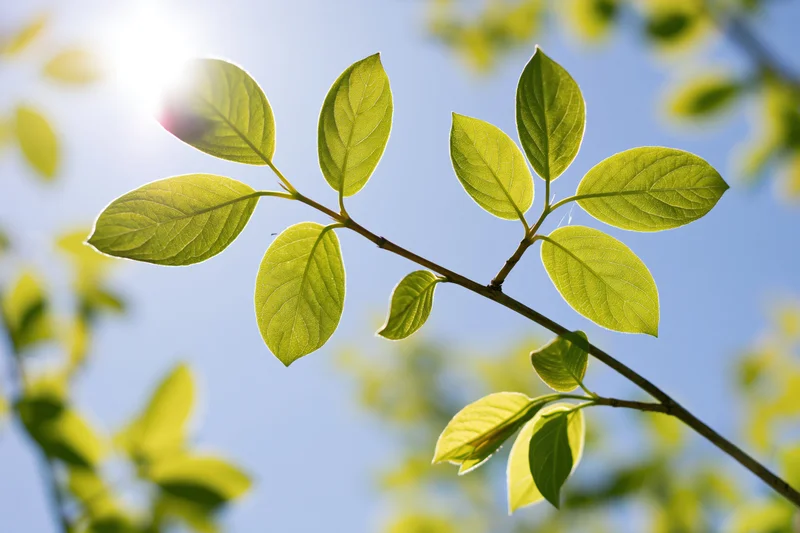 Young deciduous tree branch with fresh spring leaves backlit by sunlight against blue sky