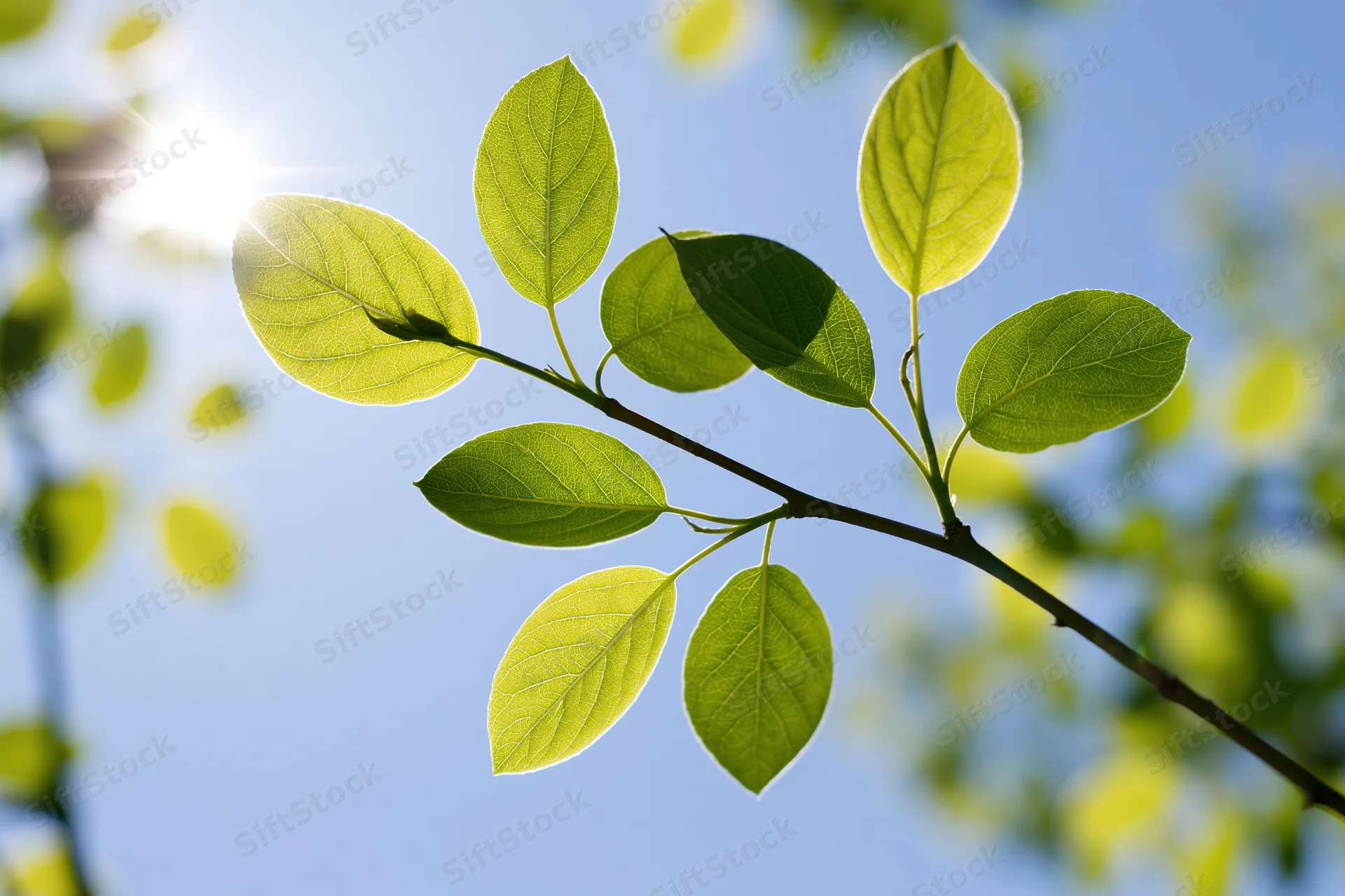 Close-up of a young tree branch with fresh green leaves backlit by sunlight against a clear blue sky