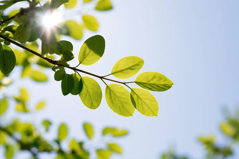 Closeup of a young tree branch with fresh green leaves against a bright blue sky, sunlight shining through the foliage