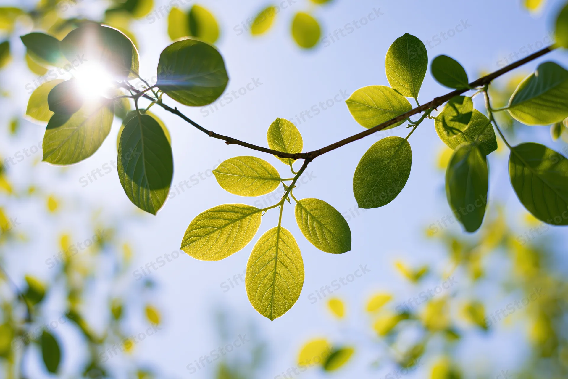 Close-up of a young tree branch with fresh green leaves backlit by sunlight against a clear blue sky