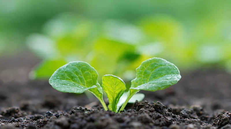 Young lettuce seedling emerging from dark moist soil in a garden bed