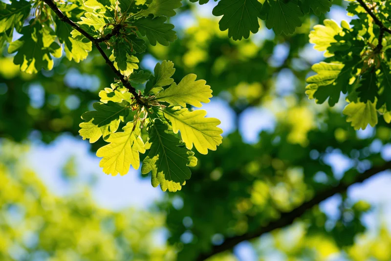 Close-up of young oak branch with fresh lobed leaves against blue sky in spring sunlight