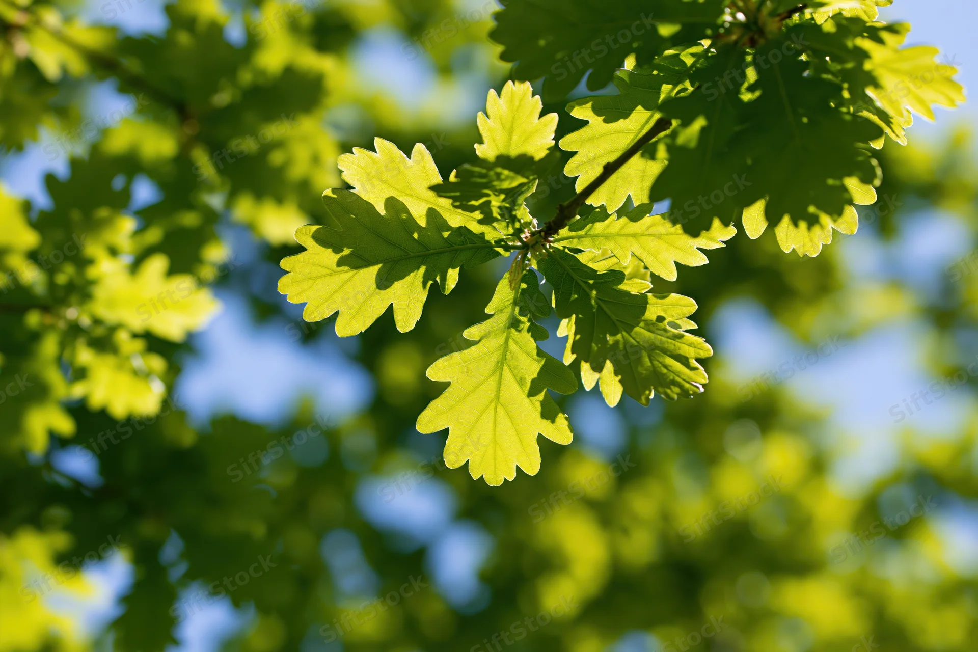 Closeup of young oak branch with fresh lobed leaves against blue sky