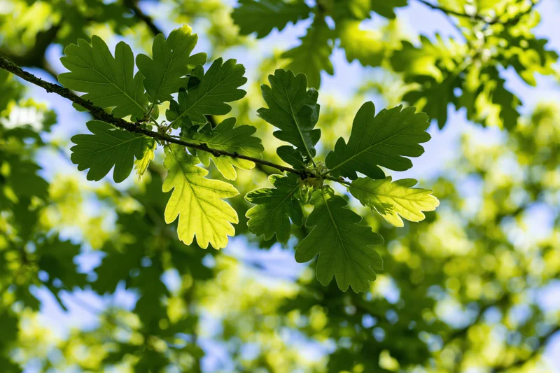 Closeup of young oak branch with fresh lobed leaves against blue sky