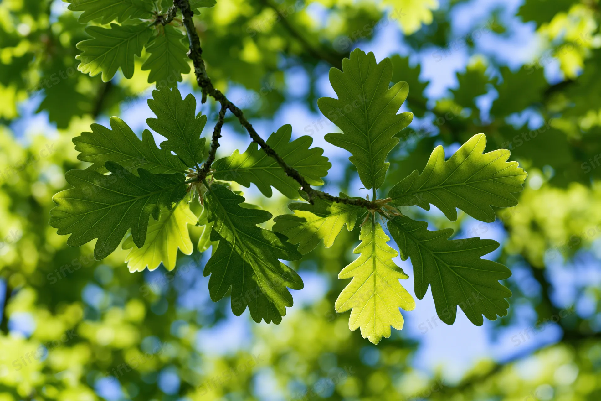 Close-up of young oak branch with fresh lobed leaves against blue sky