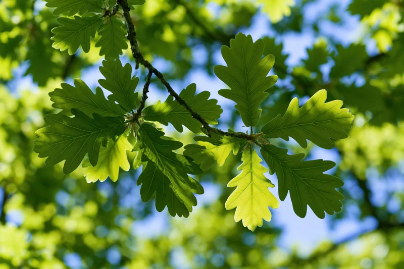 Close-up of young oak branch with fresh lobed leaves against blue sky