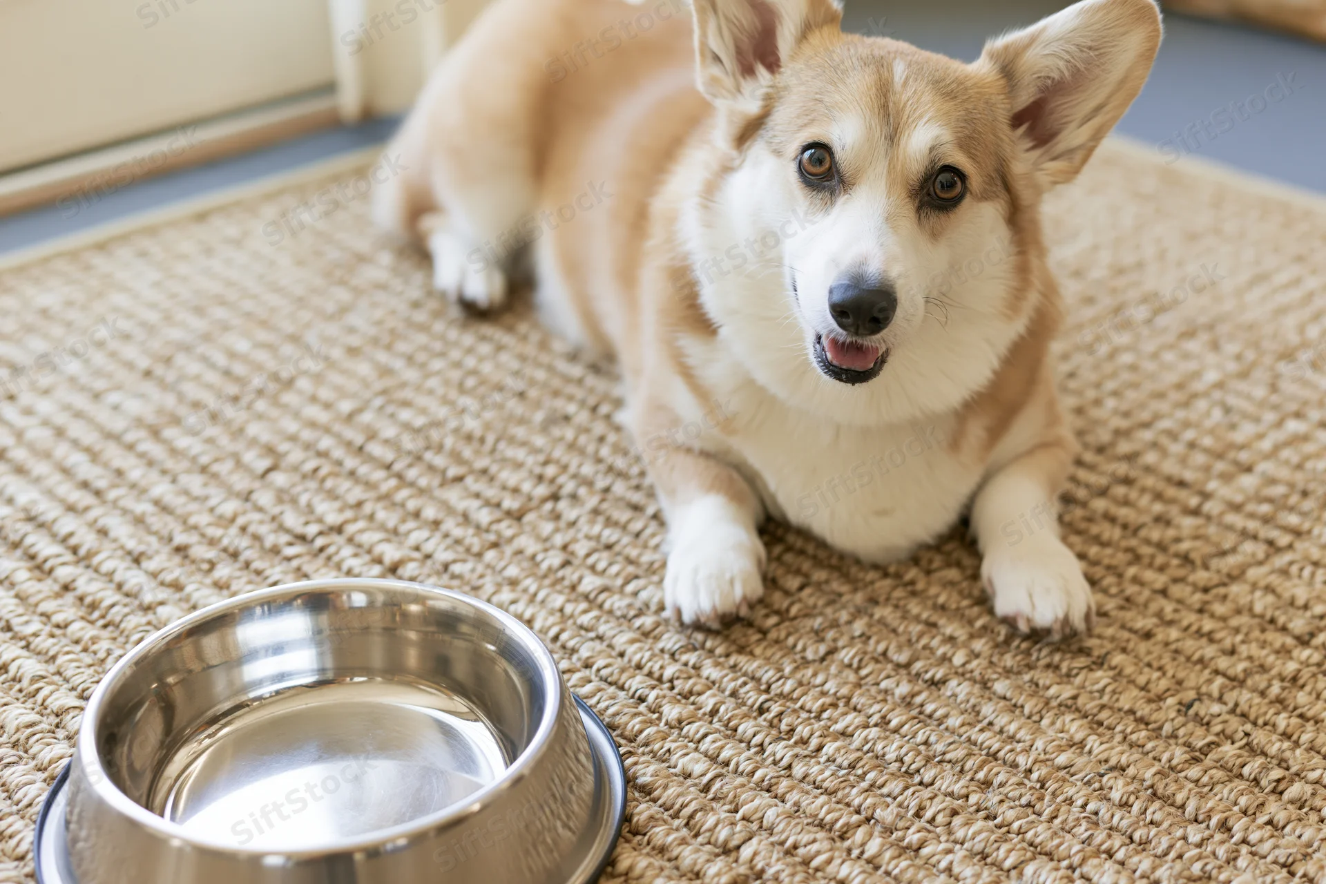 Pembroke welsh corgi lying on woven rug beside metal water bowl indoors