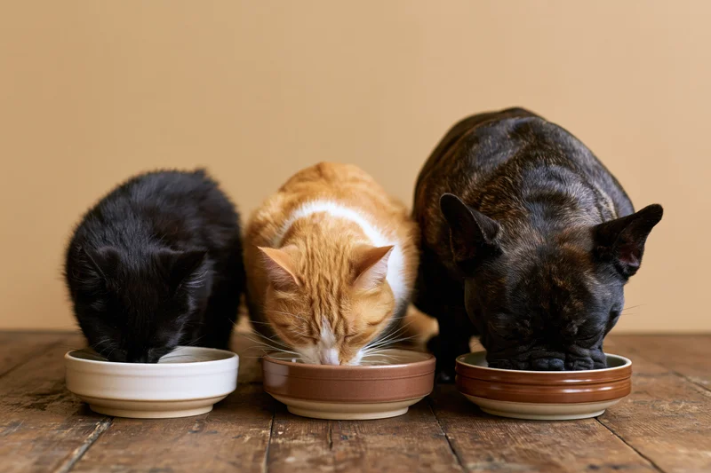 Three pets eating from bowls on a wooden table