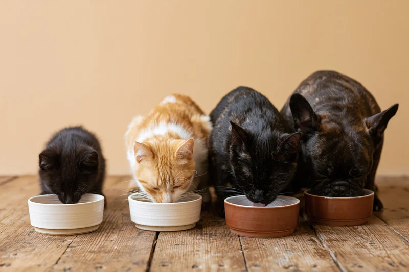 Four pets eating from bowls on a wooden table