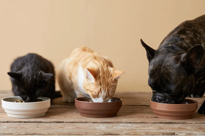 Black kitten, orange-and-white tabby cat, and brindle dog eating from bowls on a wooden table