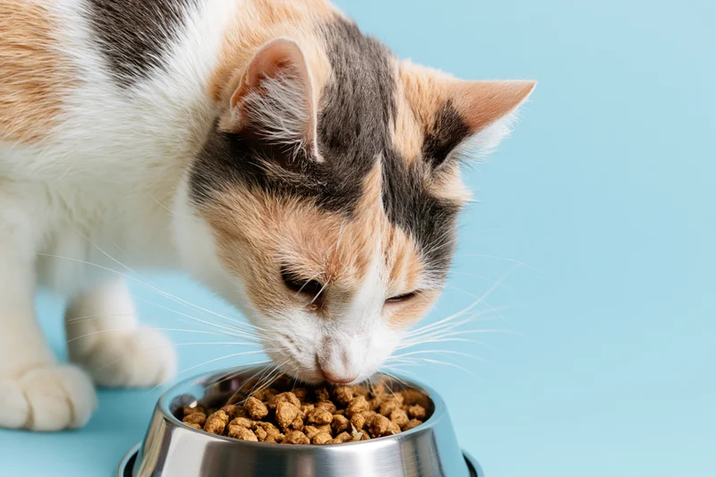 Calico cat eating dry kibble from a stainless steel bowl on a blue background