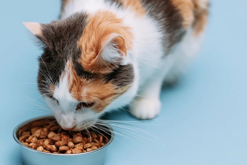 Calico cat eating dry kibble from a stainless steel bowl on a blue background
