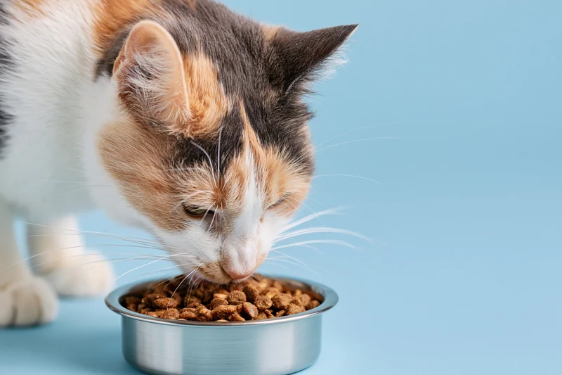 Calico cat eating dry kibble from a stainless steel bowl on blue background