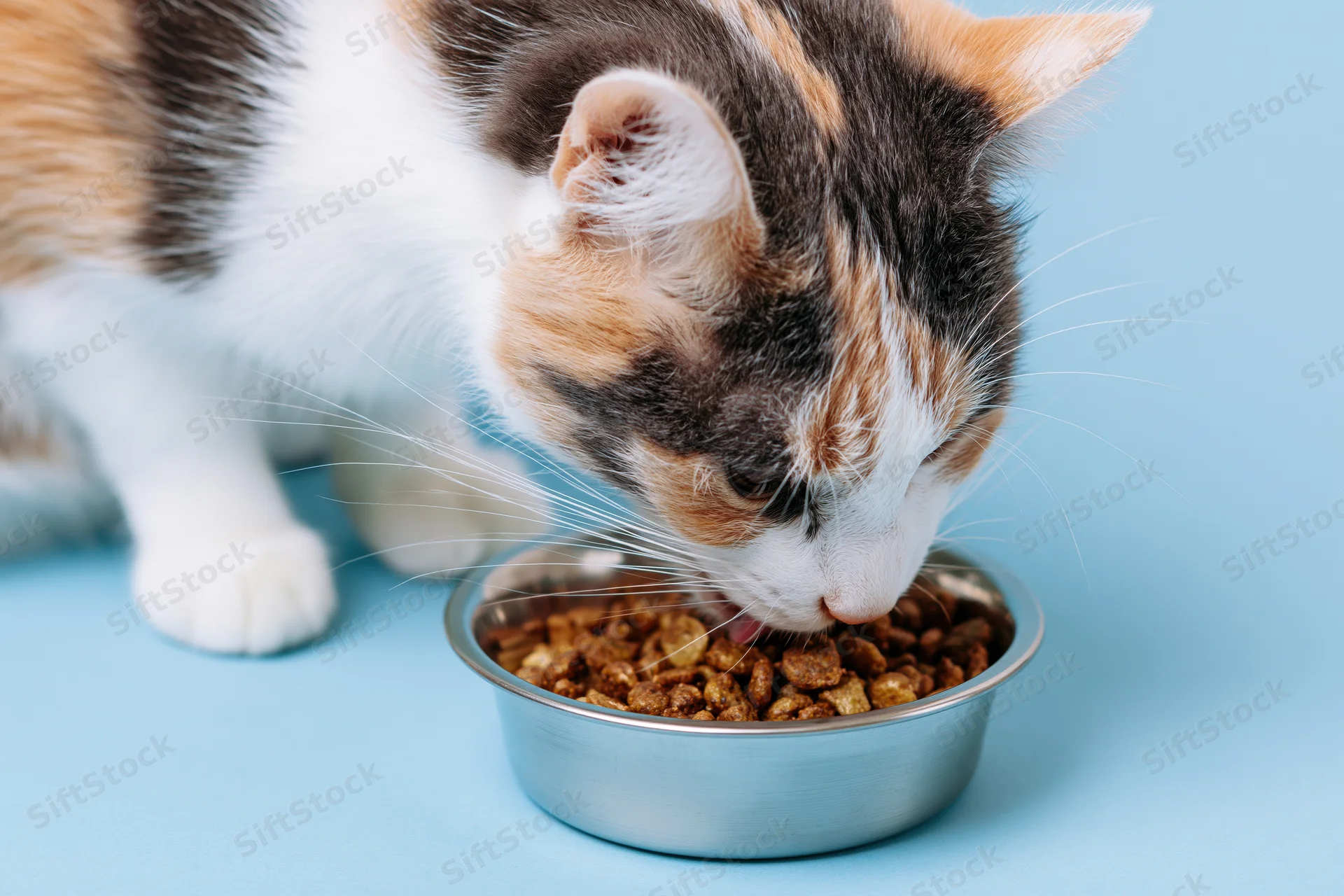 Calico cat eating dry kibble from a stainless steel bowl on blue background